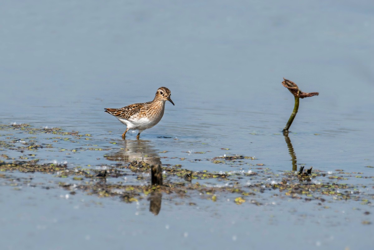 长趾滨鹬（四）