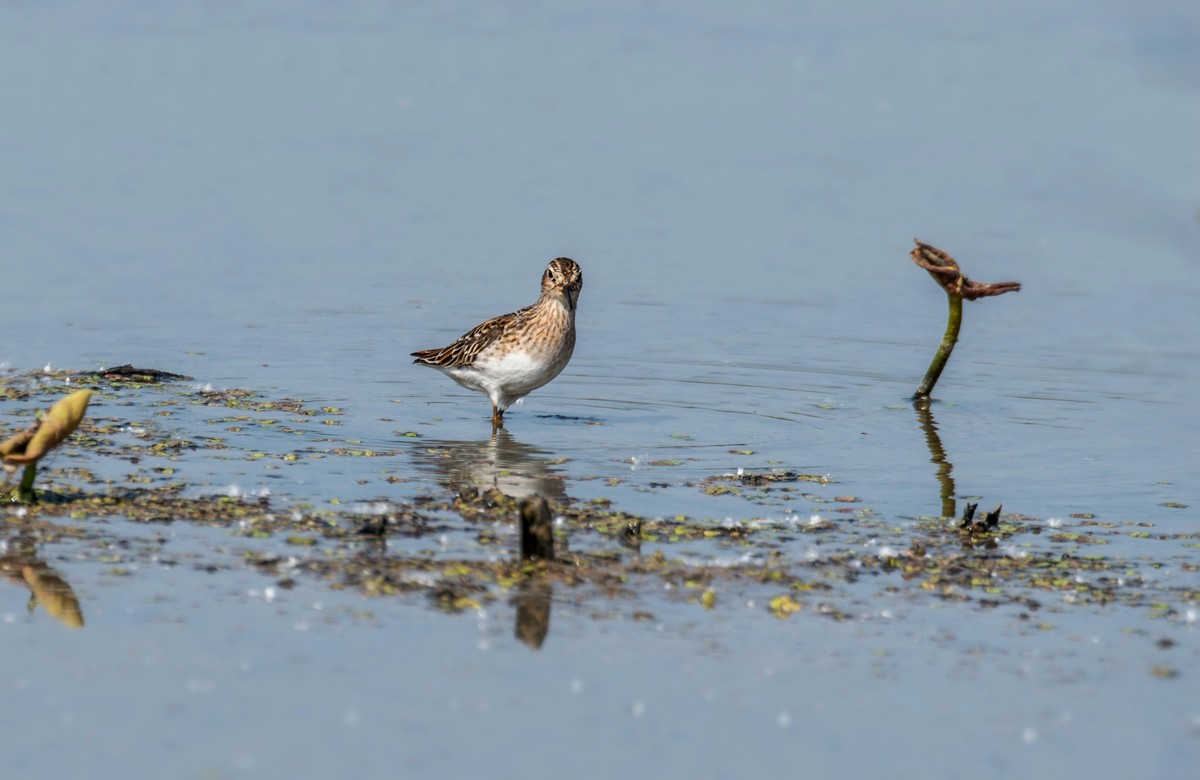 长趾滨鹬（四）