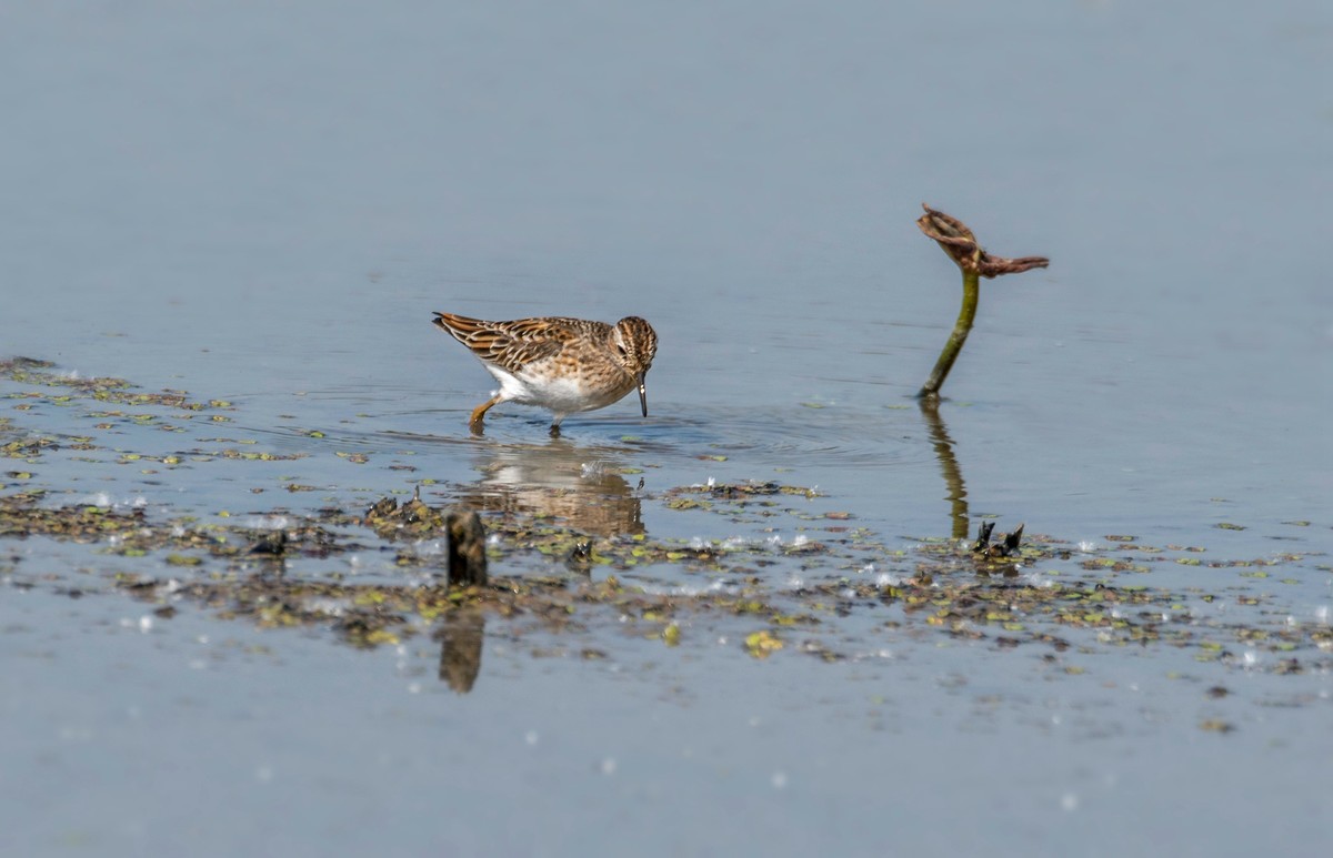 长趾滨鹬（四）