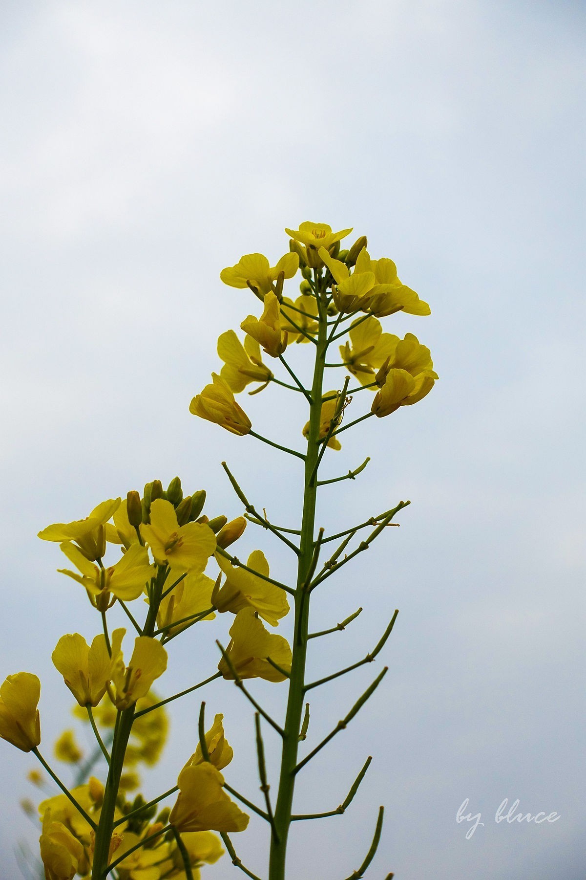 东沙湖边的油菜花开了