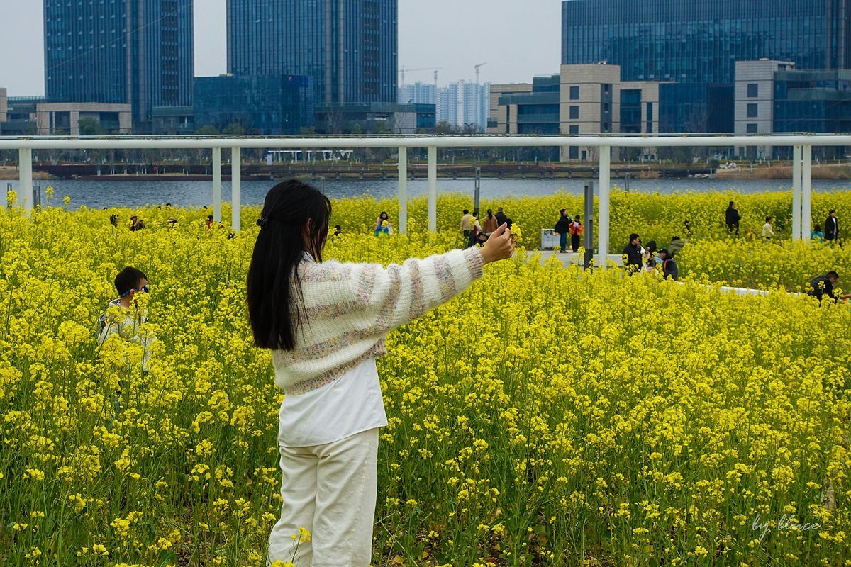 东沙湖边的油菜花开了