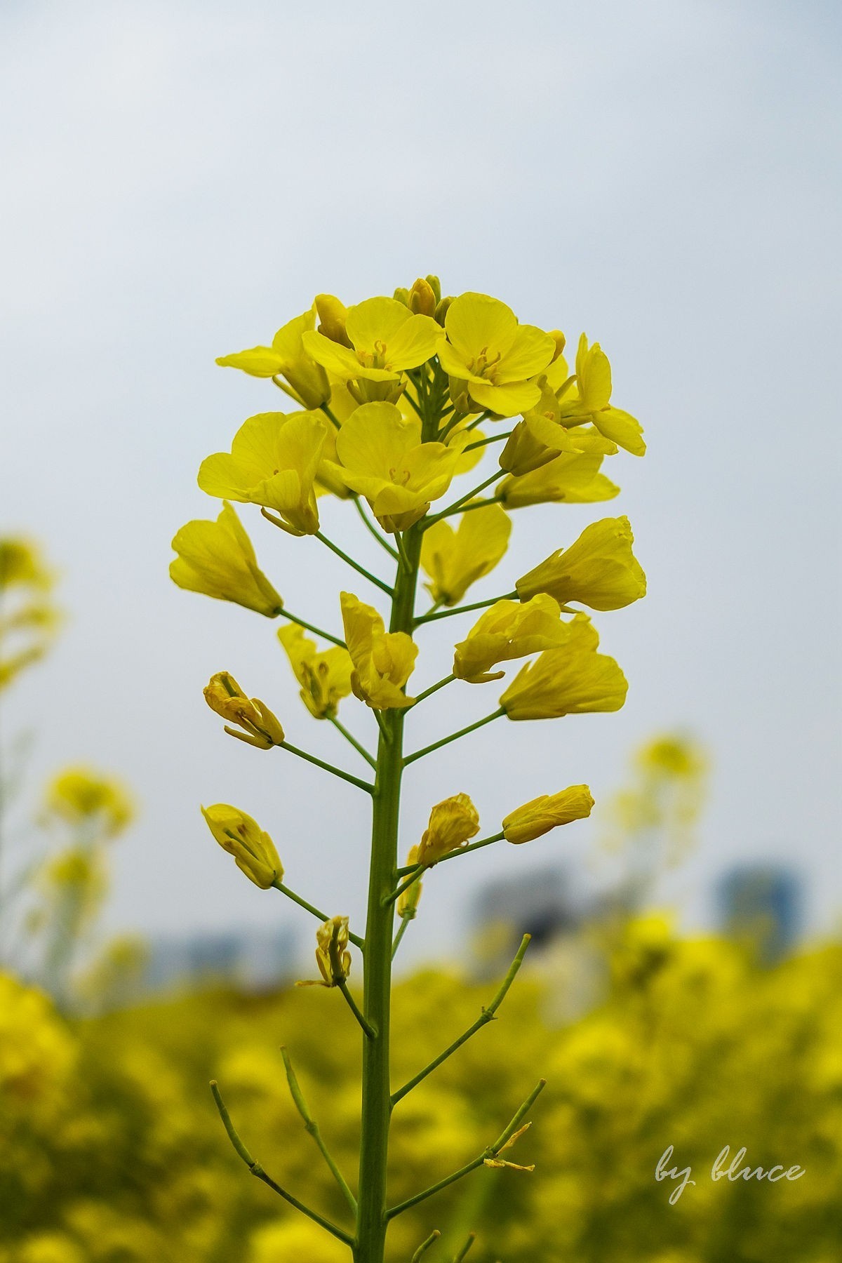 东沙湖边的油菜花开了