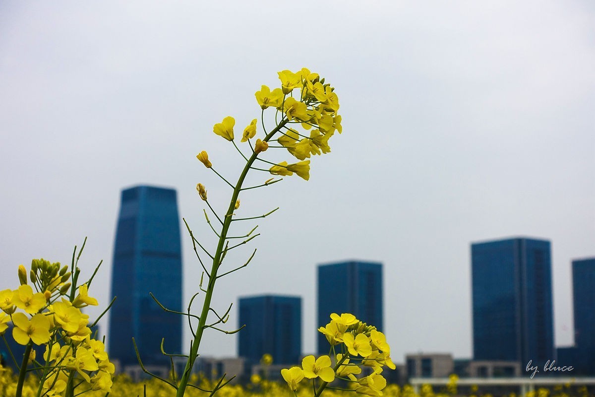 东沙湖边的油菜花开了