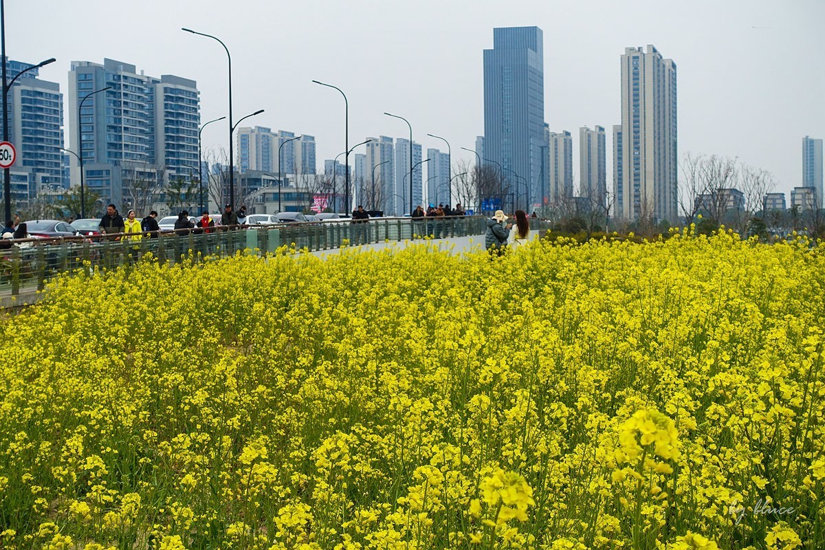 东沙湖边的油菜花开了