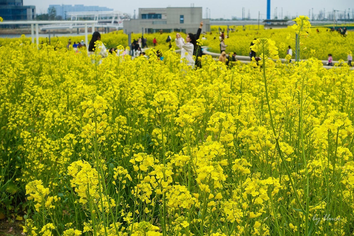 东沙湖边的油菜花开了