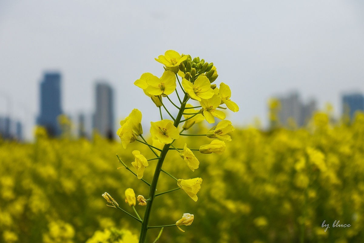 东沙湖边的油菜花开了