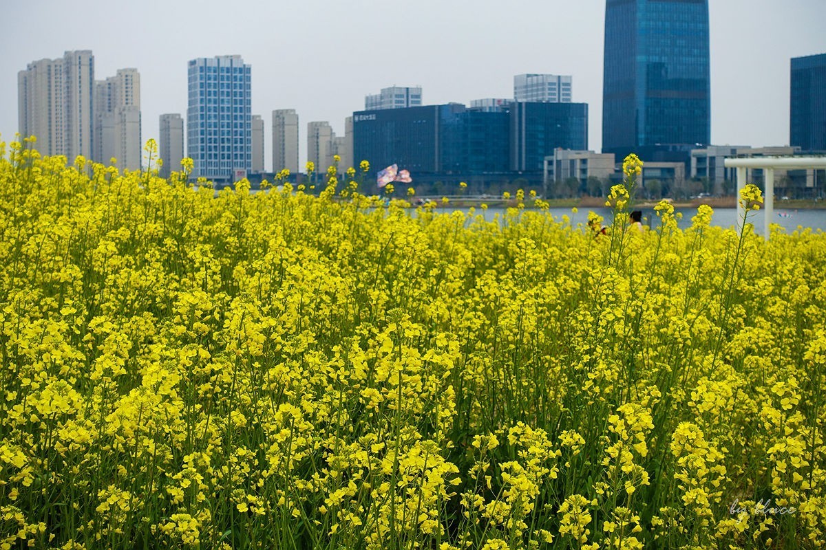 东沙湖边的油菜花开了