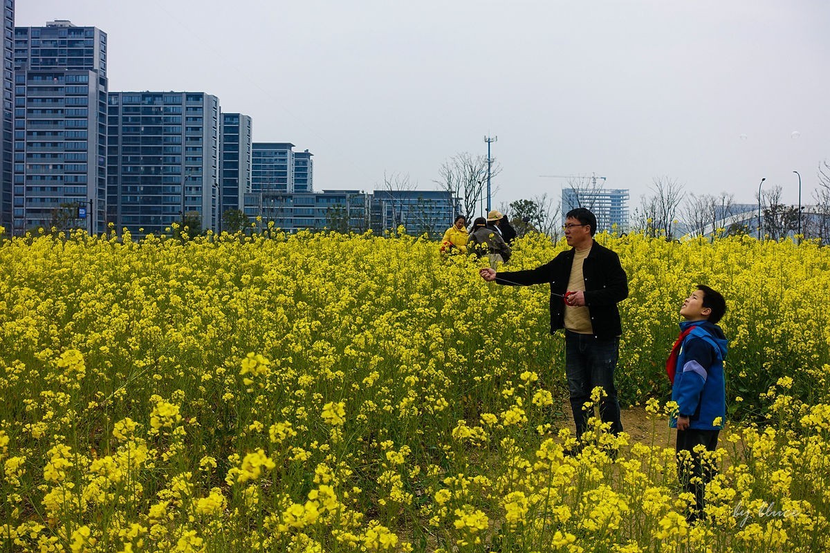 东沙湖边的油菜花开了