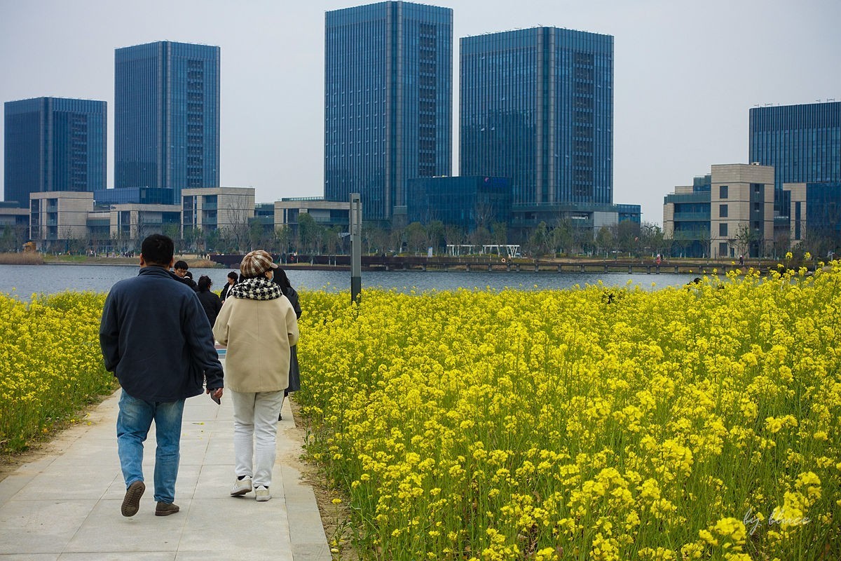 东沙湖边的油菜花开了