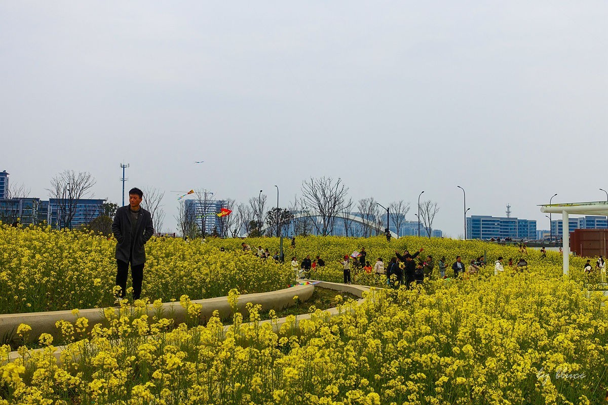 东沙湖边的油菜花开了