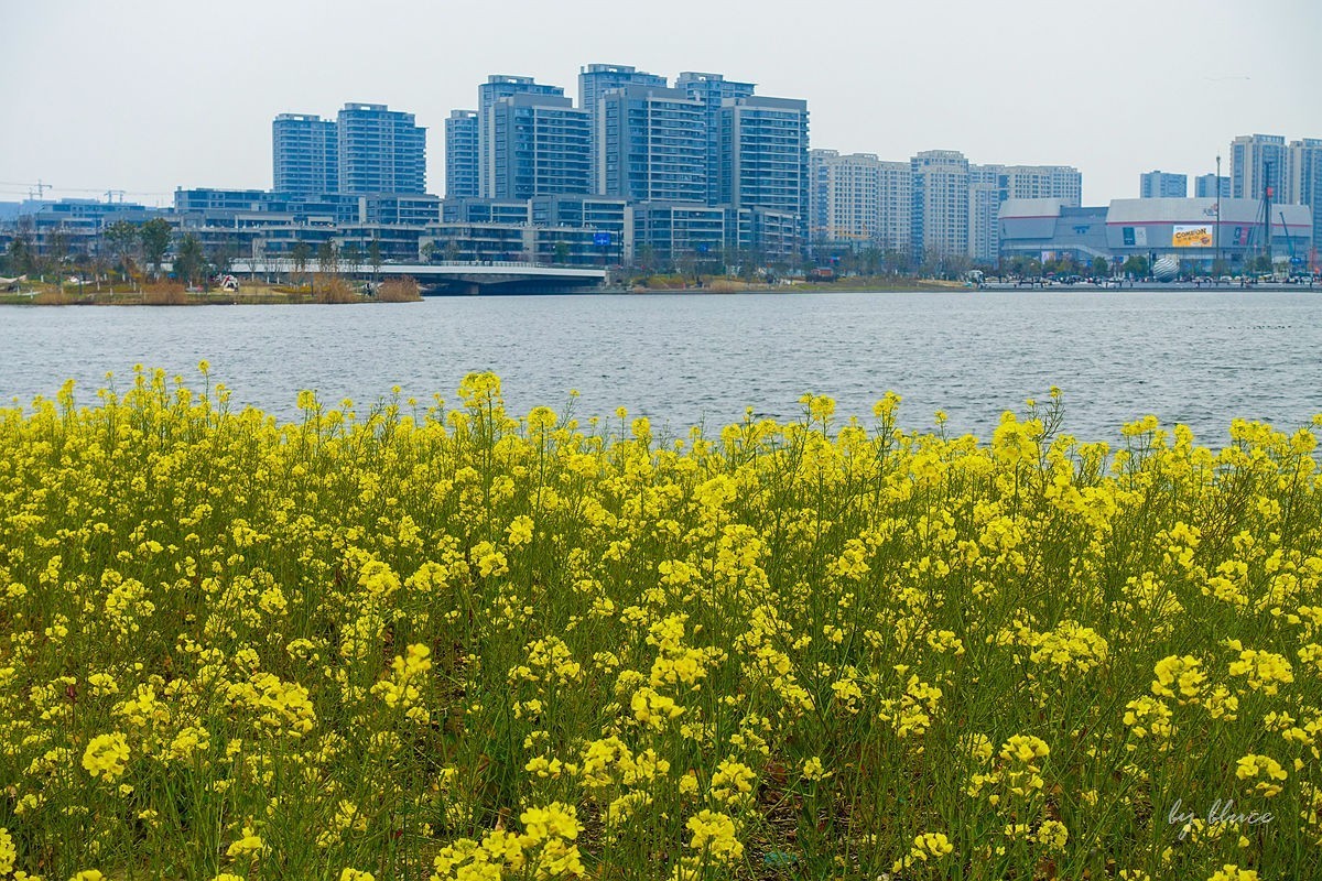 东沙湖边的油菜花开了