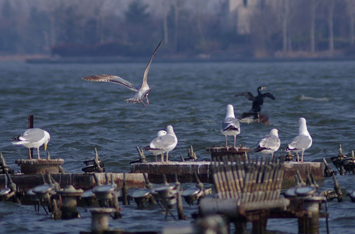 留住海鸥的精彩瞬间