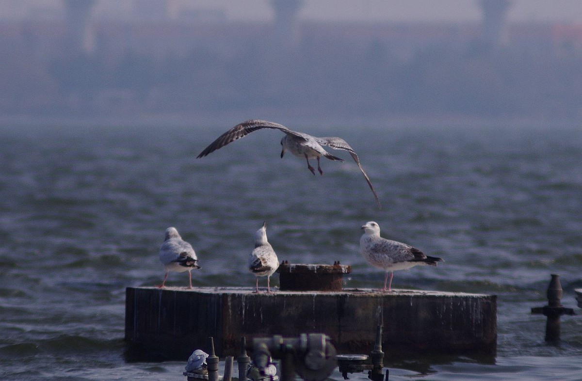 留住海鸥的精彩瞬间