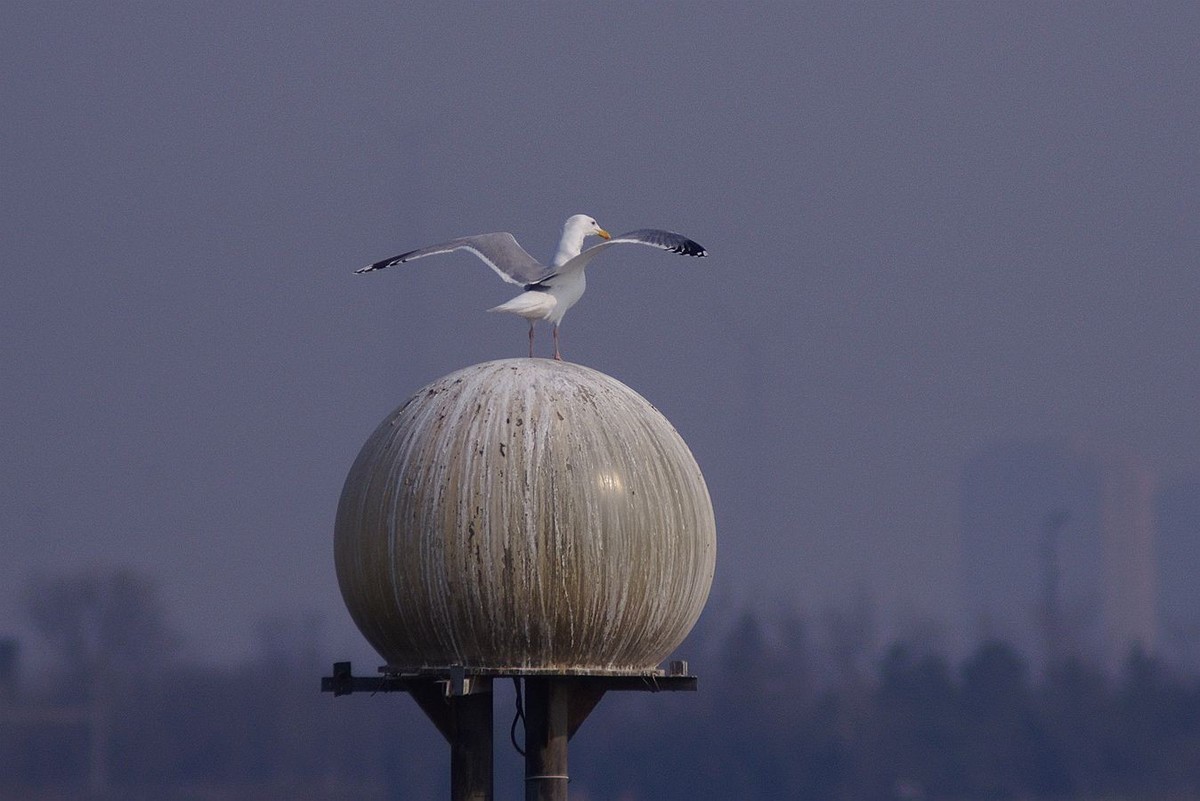 留住海鸥的精彩瞬间