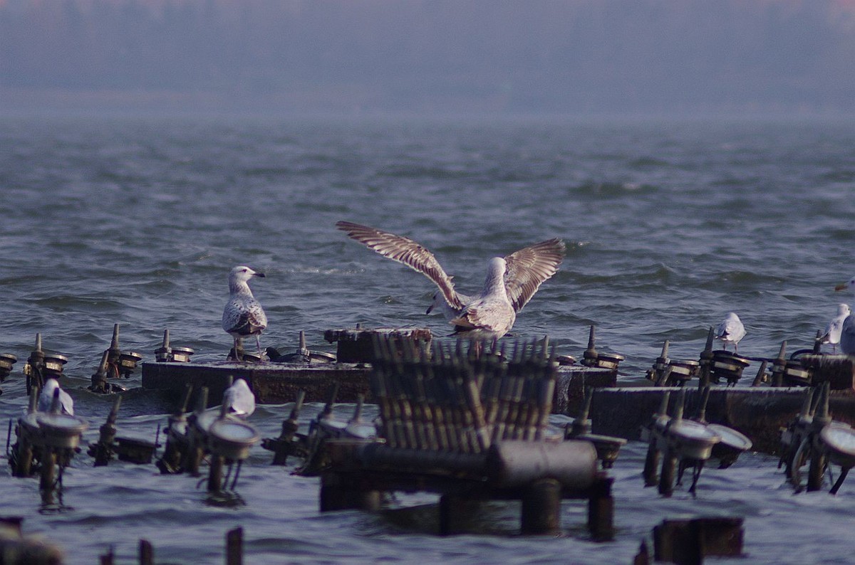 留住海鸥的精彩瞬间
