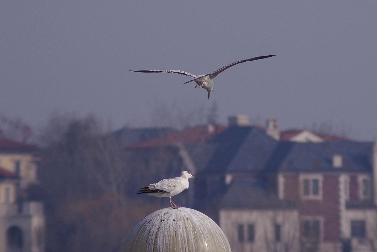 留住海鸥的精彩瞬间