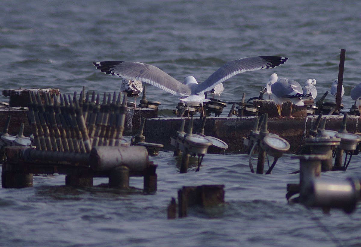 留住海鸥的精彩瞬间