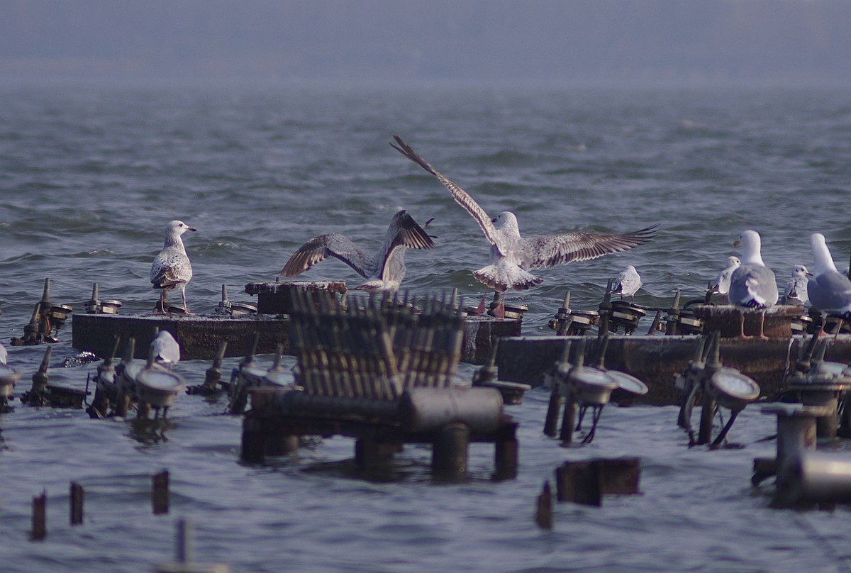 留住海鸥的精彩瞬间