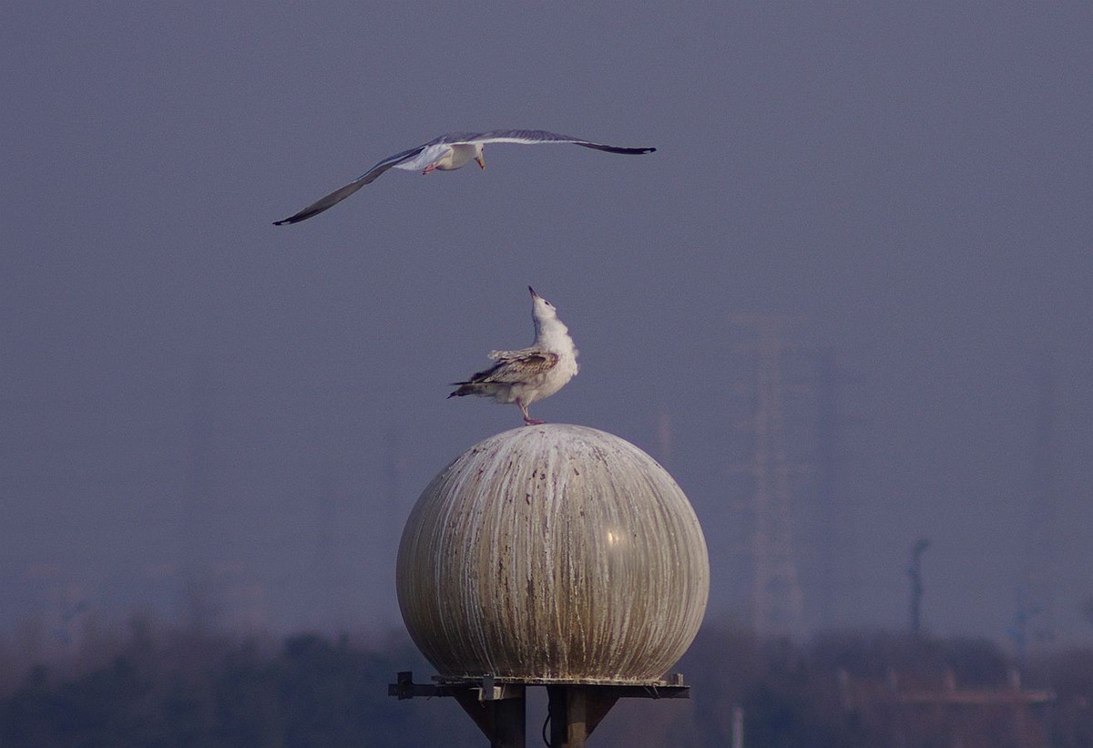 留住海鸥的精彩瞬间