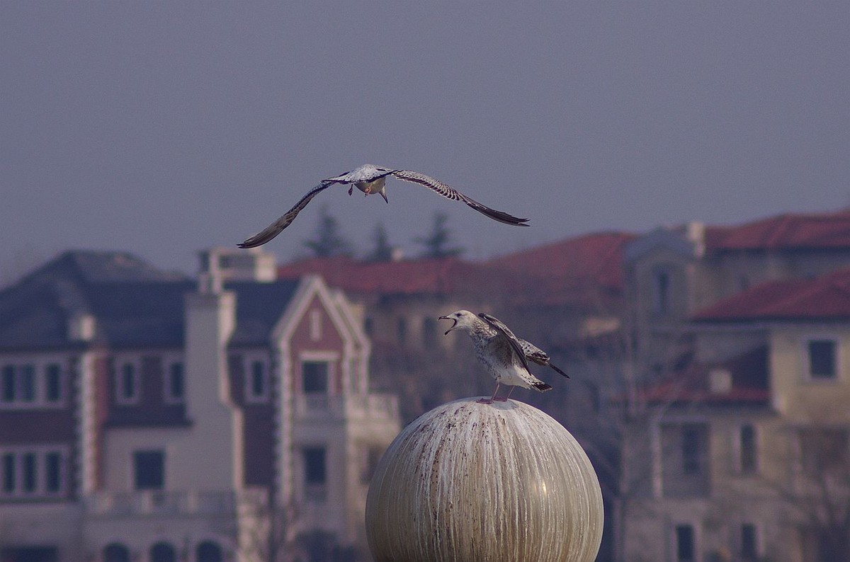 留住海鸥的精彩瞬间
