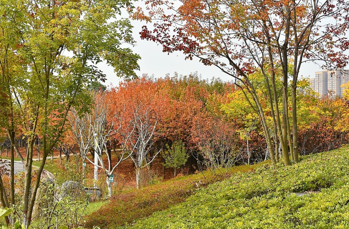 西安长安公园的秋季
