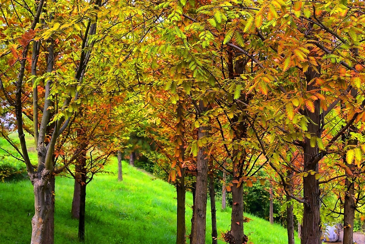 西安长安公园的秋季
