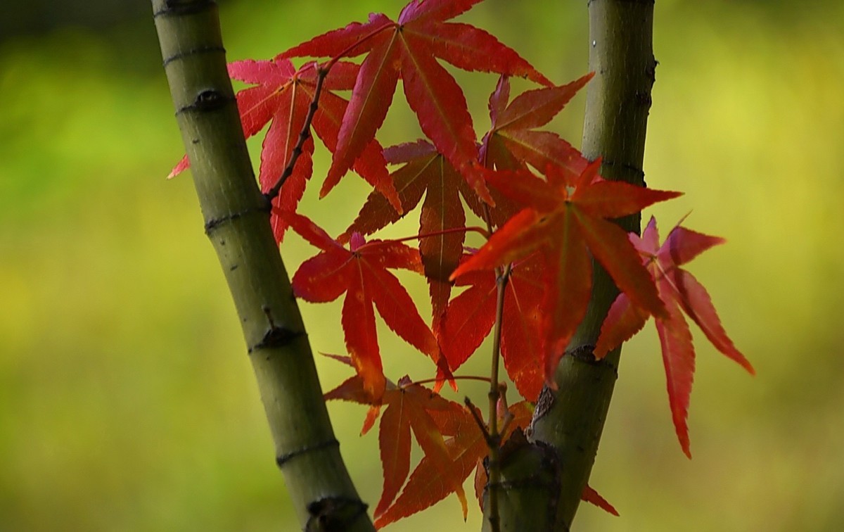 西安长安公园的秋季