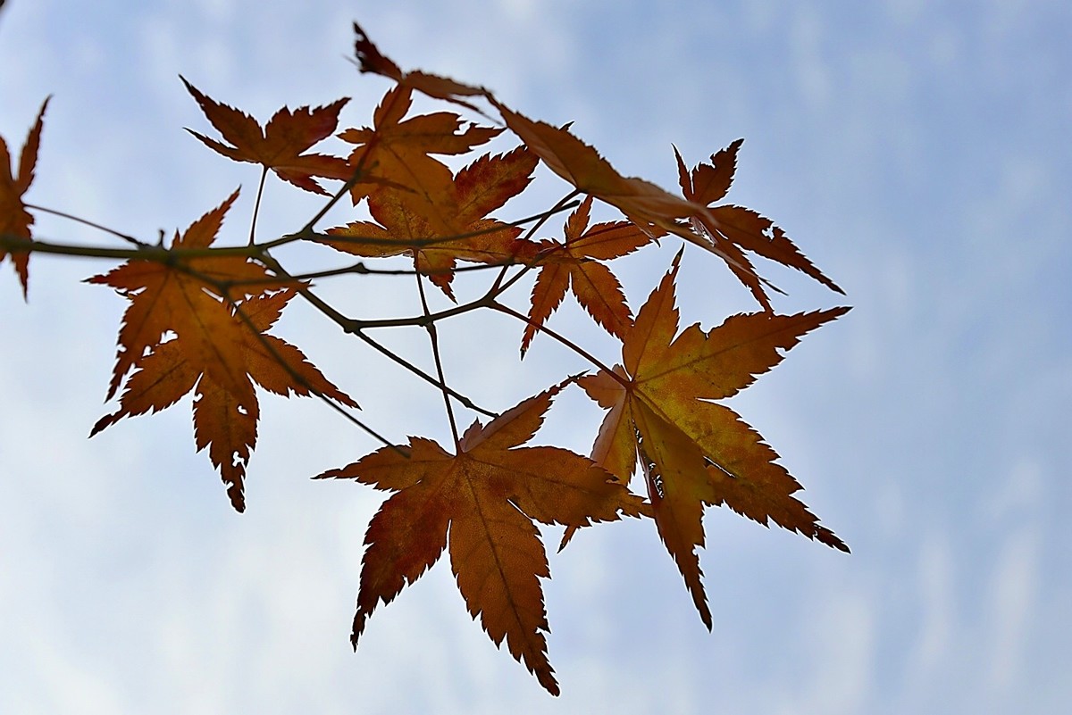 西安长安公园的秋季