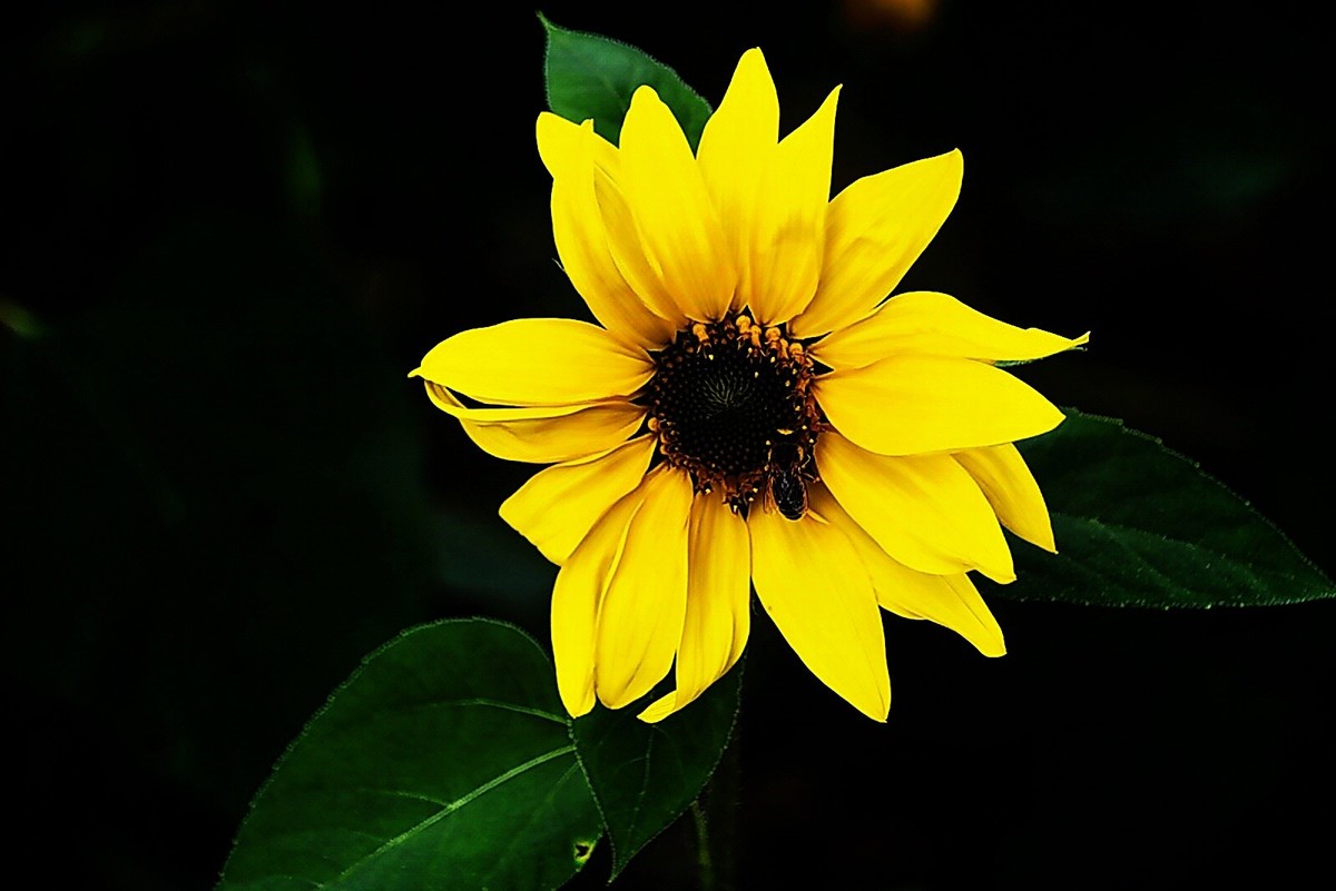 西安长安公园的秋季