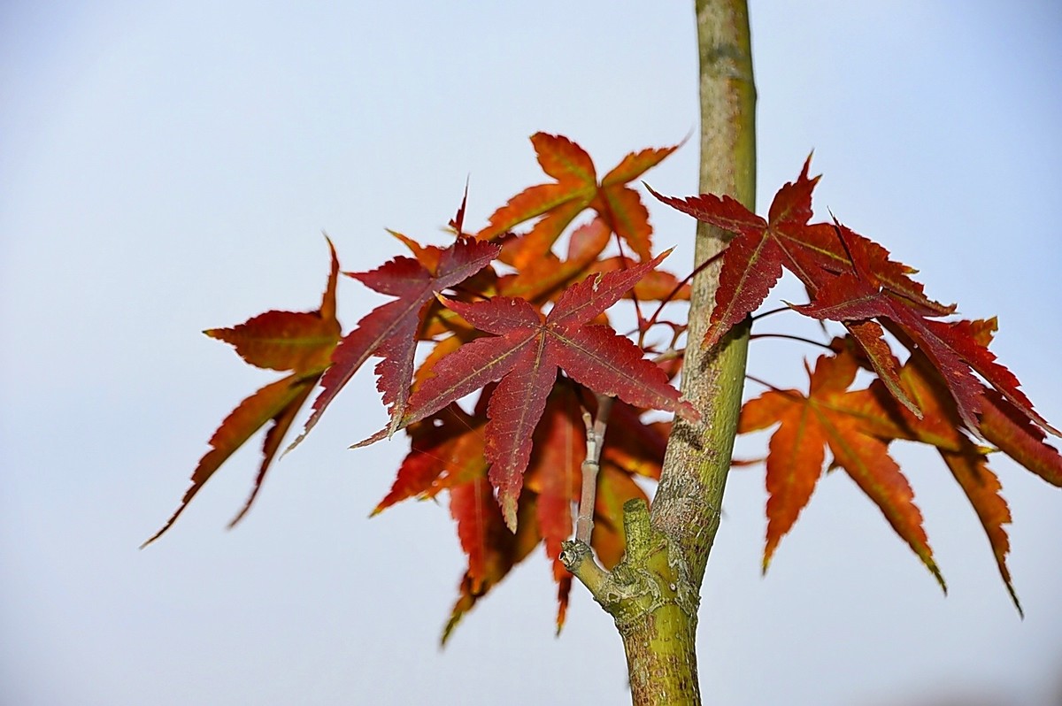 西安长安公园的秋季
