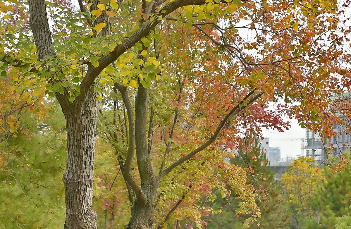 西安长安公园的秋季