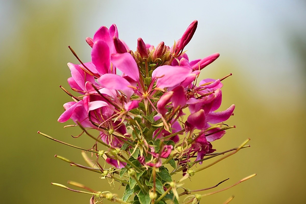 西安长安公园的秋季