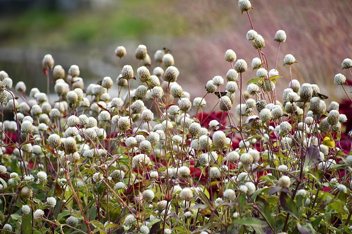 西安长安公园的秋季