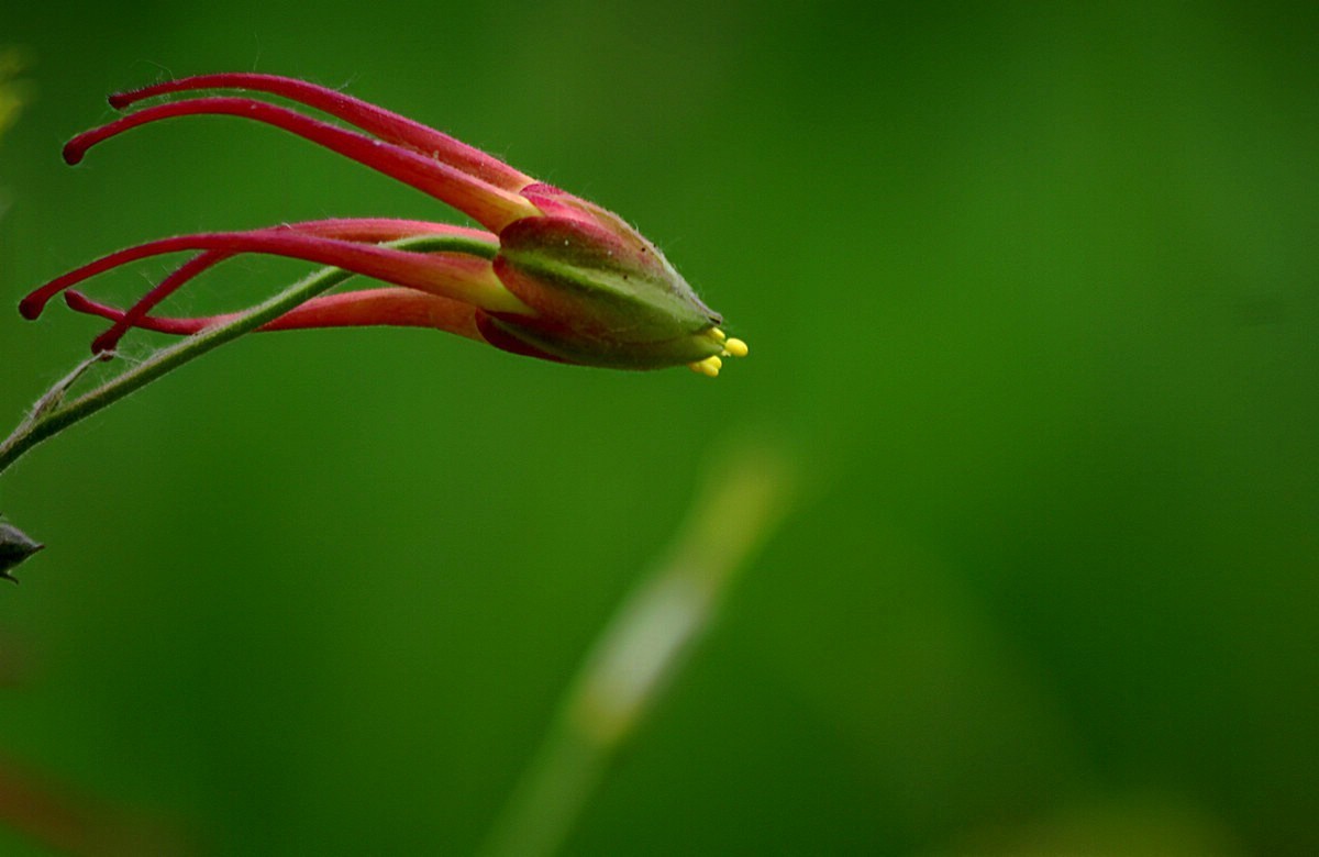 学拍耧斗菜花