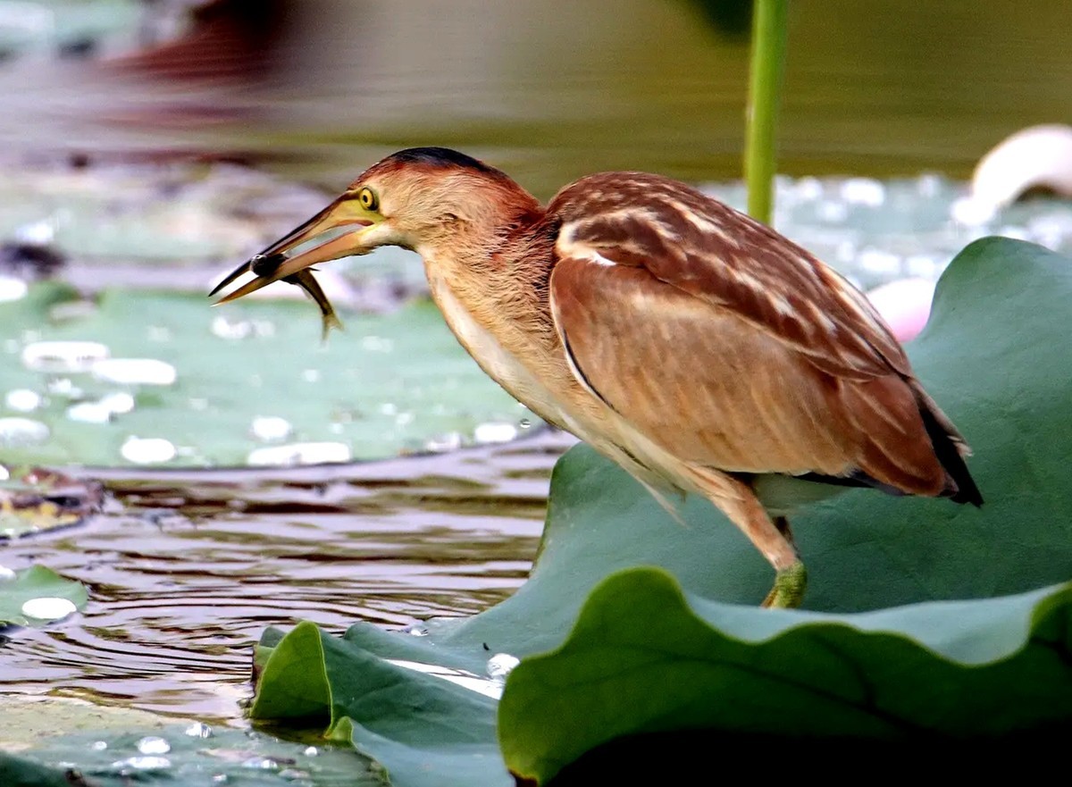 池塘里的黄苇鳽