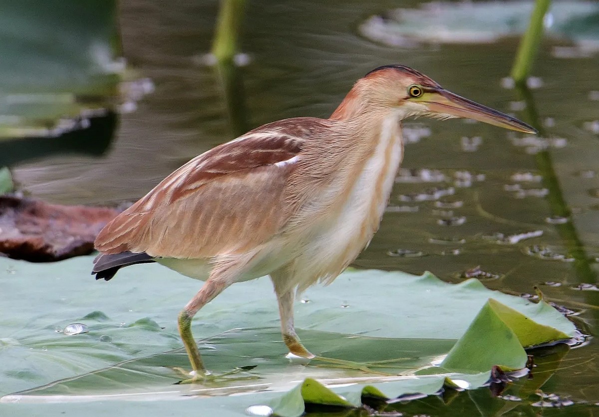 池塘里的黄苇鳽