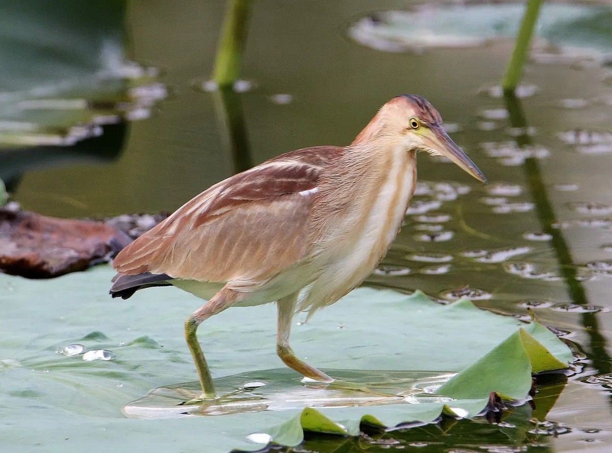 池塘里的黄苇鳽