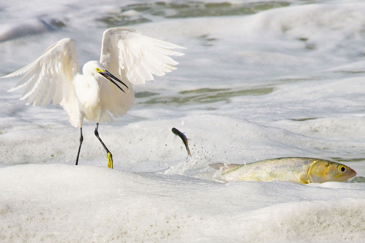 哇塞，好大的一条鱼！