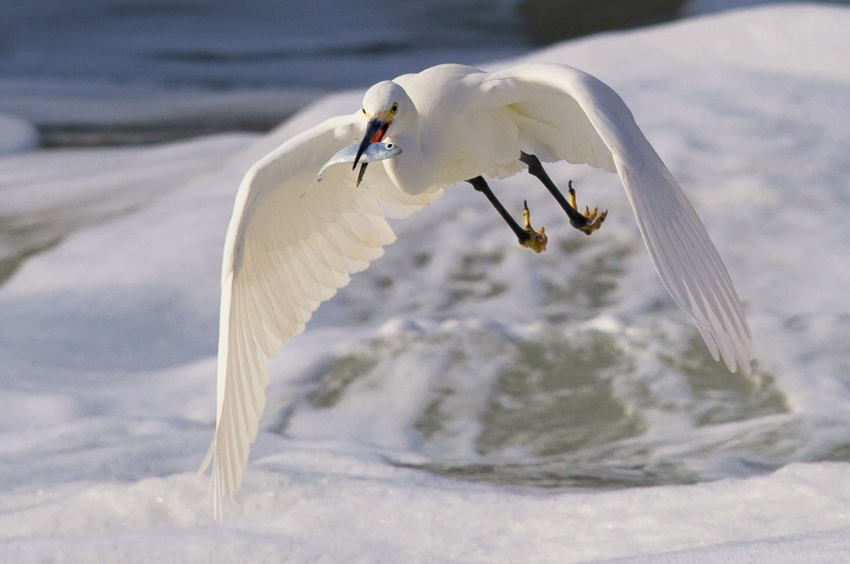 哇塞，好大的一条鱼！