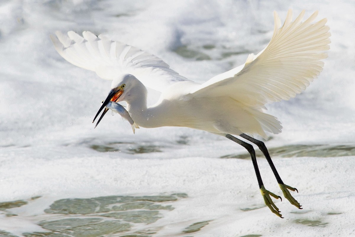 哇塞，好大的一条鱼！