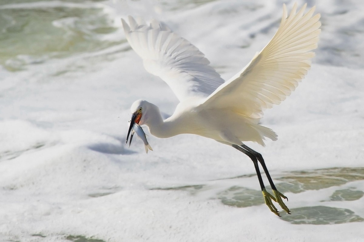 哇塞，好大的一条鱼！