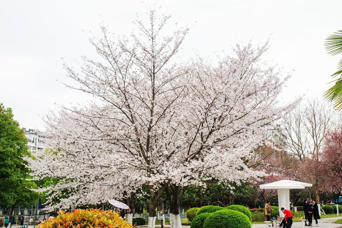 肥东和平公园里的樱花