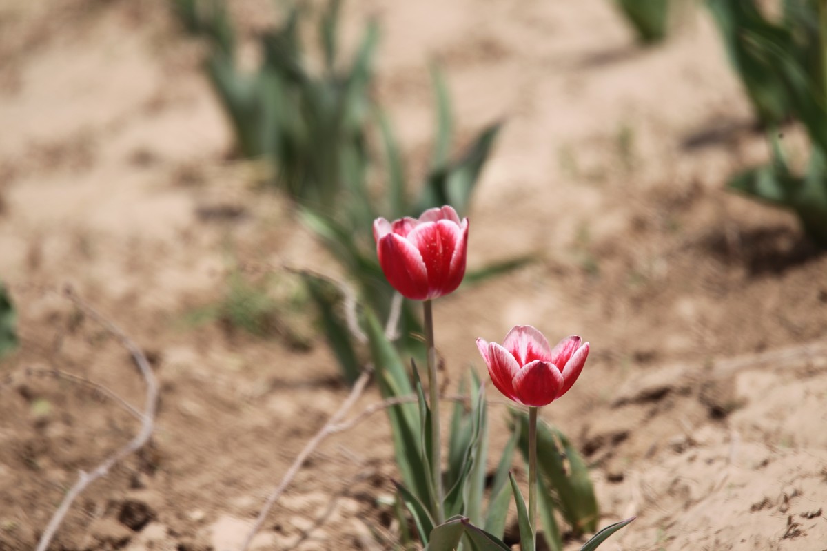 1D4杂片。无修原图