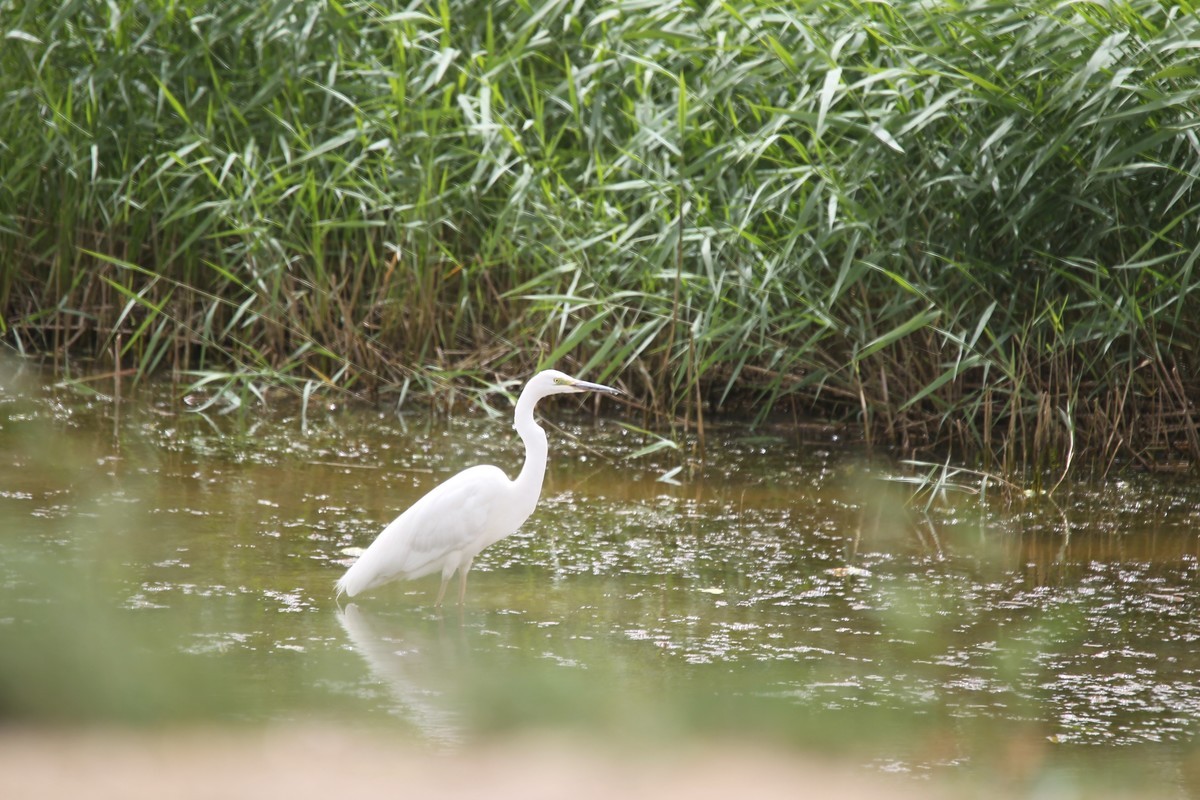 1D4杂片。无修原图