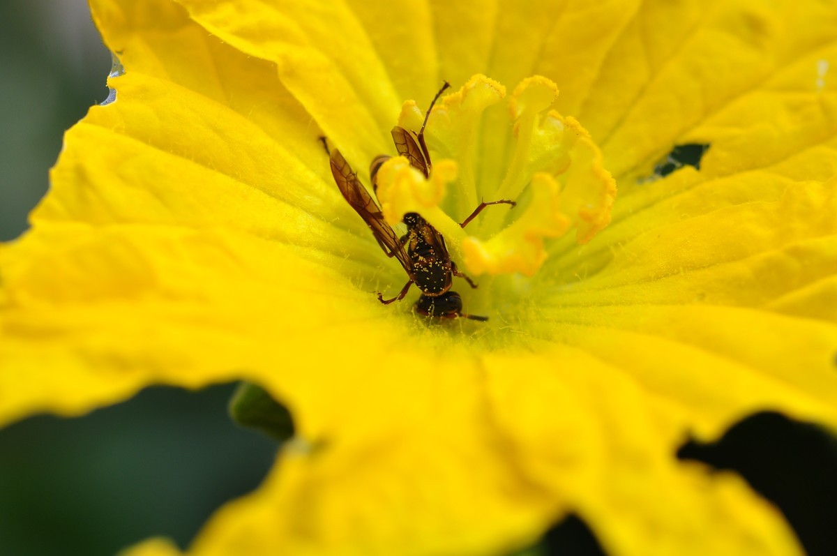 D90+60MM微距试拍，等效90mm焦距