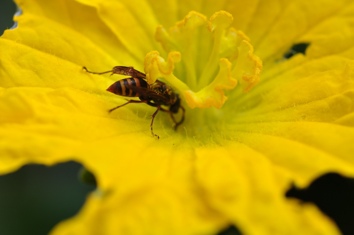 D90+60MM微距试拍，等效90mm焦距