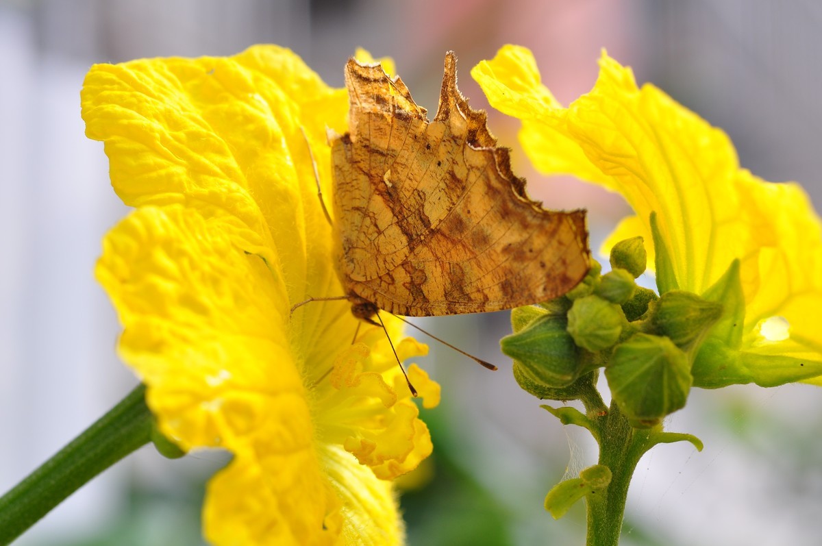 D90+60MM微距试拍，等效90mm焦距