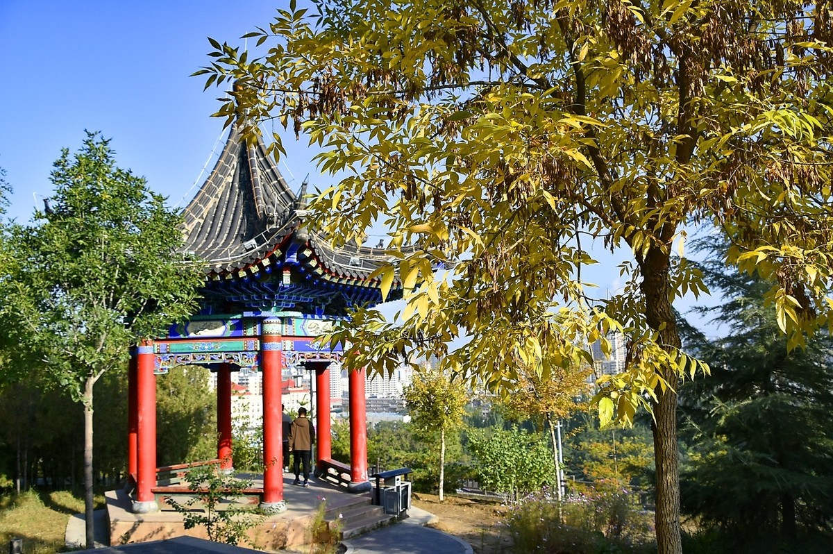 枫叶红了的季节