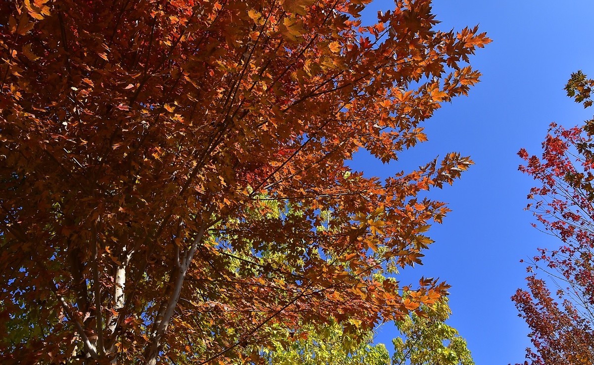 枫叶红了的季节