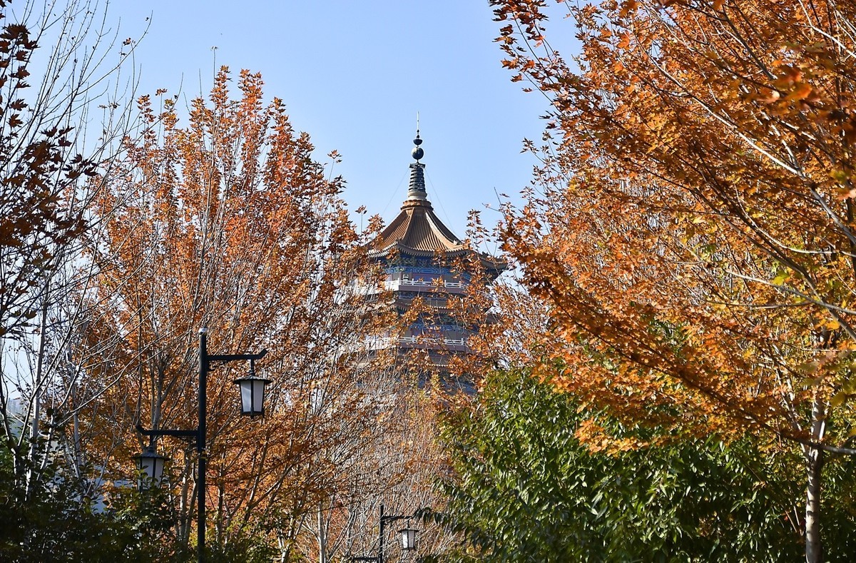 枫叶红了的季节